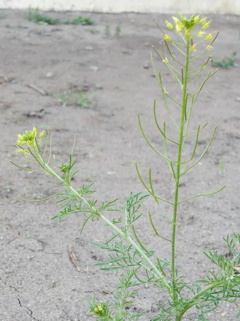 Descurainia eFlora of India